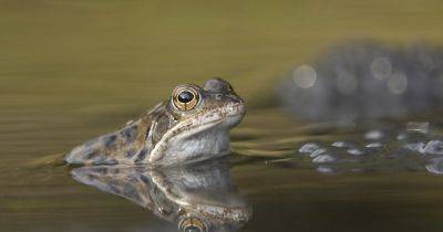 Wildlife watch: Common frog