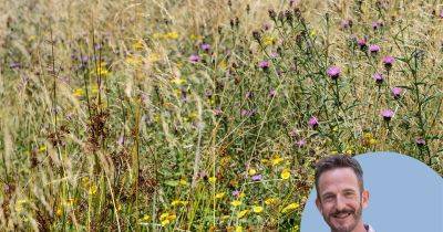 Is creating a meadow garden really worth the hassle?