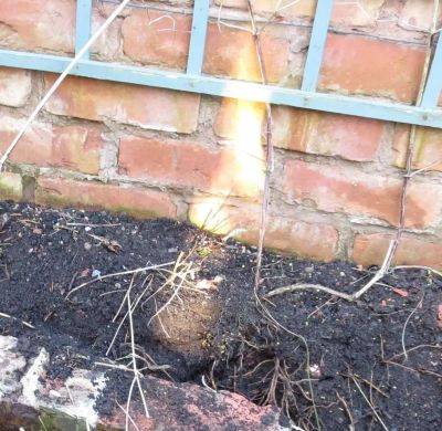 Six on Saturday: the Fire at the Heart of the Garden Burns Brightly