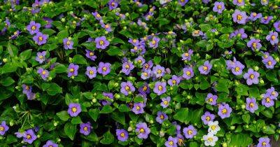 How to Grow and Care for Persian Violets