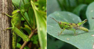 Grasshopper Spiritual Meaning and Symbolism