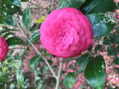 This Month in Your Garden – January 2024