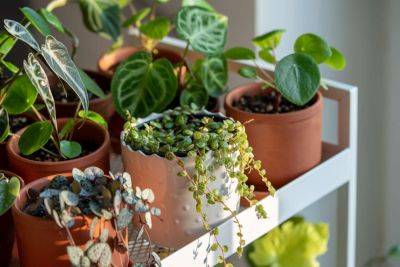 You Probably Don't Need To Fertilize Your Houseplants In Winter—Here's Why