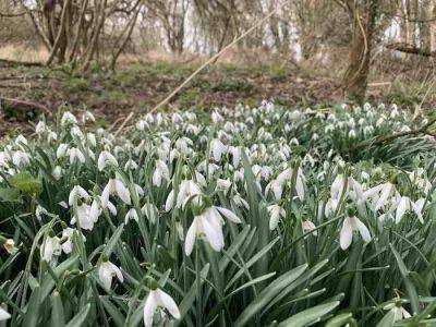 Planting Snowdrops "In the Green" for Garden Success