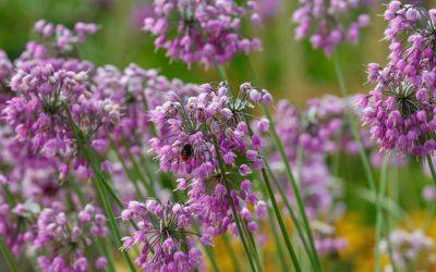 Top 10 Alliums to Grow for Summer