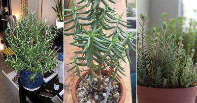 7 Succulents That Look Like Rosemary