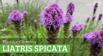 Growing Liatris Spicata: A Hardy Perennial With 4-Season Interest