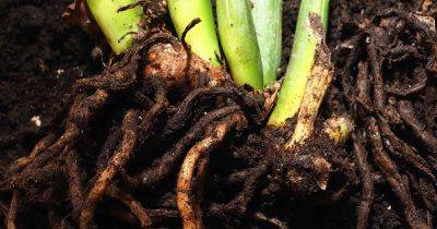 How to Prevent and Treat Root Rot in Houseplants