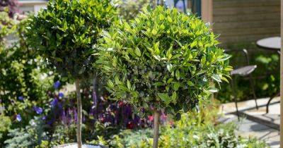 How to Grow Bay (Laurus nobilis) – BBC Gardeners' World Magazine