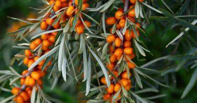 How to Grow and Care for Sea Buckthorn