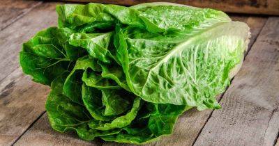3 Common Causes of White Spots on Lettuce | Gardener's Path