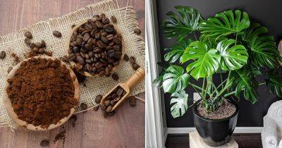 Do Monstera Like Coffee Grounds? Find Out!