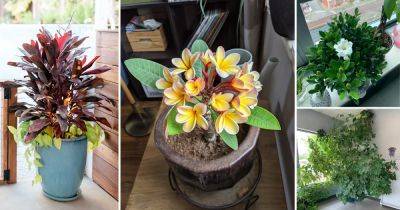 15 Best Hawaiian Indoor Plants