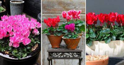 The Best Cyclamen Care Guide on the Internet