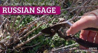 Russian Sage Pruning: How and When to Cut Back Perovskia