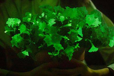 Glow-In-the-Dark Petunias Are Coming This Spring