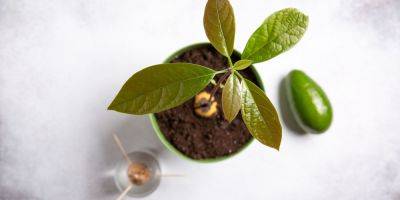 A Full Guide on How to Grow & Care for an Avocado Plant Indoors