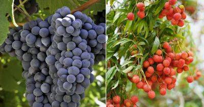 Are Grapes Related to Lychee | Grapes Vs. Lychee