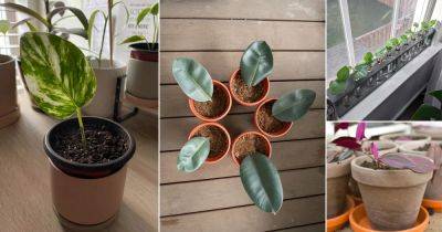 16 Indoor Plants that Grow From Just One Leaf