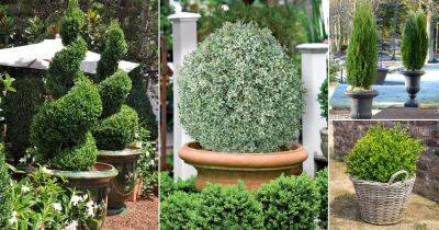 17 Best Boxwoods for Containers