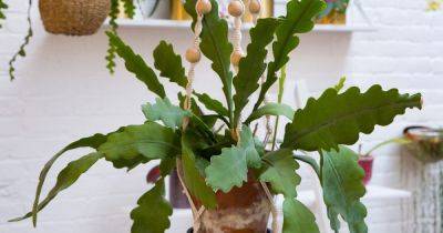 How to Grow and Care for a Fishbone Cactus