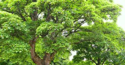 Complete Guide to Sycamore Trees (Acer pseudoplatanus)