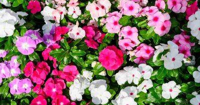How to Grow Impatiens from Seed