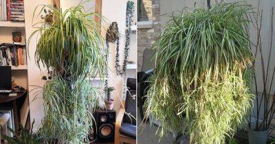 How to Grow Spider Plant as a Tree
