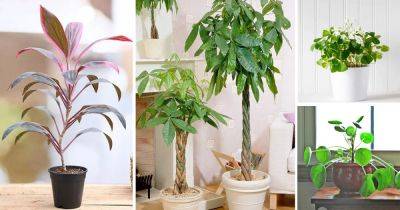 11 Plants that Attract Money and Bring Fortune to Home