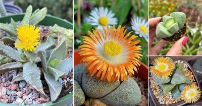 9 Gorgeous Pleiospilos nelii Varieties