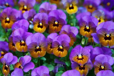 Growers Guide for Viola – Perennial Plant