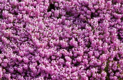 Growers Guide for Heathers, Erica and Callunas shrubs