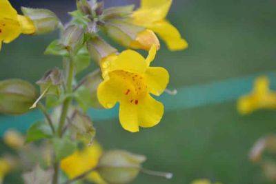 Growers Guide for Monkeyflowers