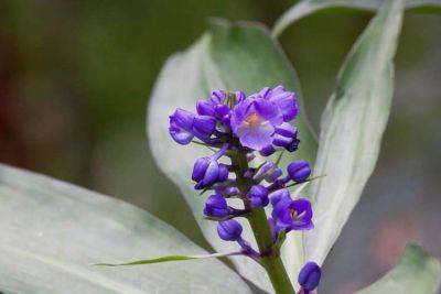 Growers Guide for Dichorisandra – Blue ginger