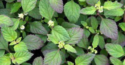 How to Plant and Grow Aztec Sweet Herb