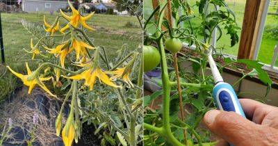 Tickle Your Tomato Plants Like This for Bumper Harvest