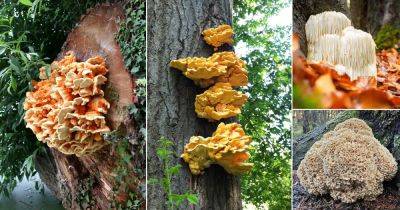 22 Edible Mushrooms that Grow on Trees