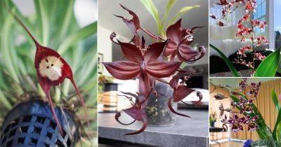 8 Orchids that Smell Like Chocolate