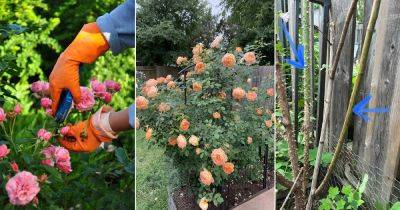 8 Common Rose Growing Mistakes Every Beginner Should Avoid