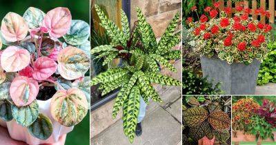 18 Best Artistic Plants | Plants that Look like a Work of Art