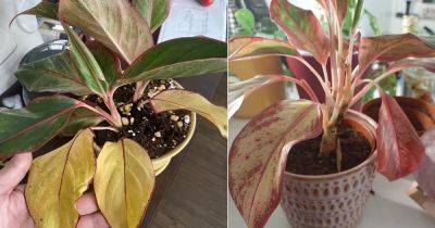 5 Frustrating Aglaonema Problems and Solutions