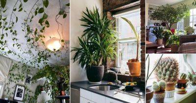 21 Fabulous Indoor Plant Decor Ideas— For Every Part of Home