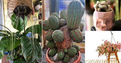 38 Mesmerizing Out of the World Houseplant Pictures