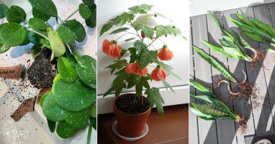 22 Houseplants That Grow Best From Division