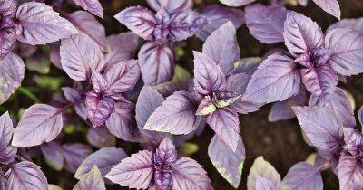 How to Plant and Grow ‘Dark Opal’ Basil