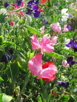 Growers Guide for Sweet Pea – Lathyrus