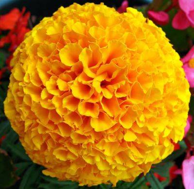 Growing and planting African and French Marigolds