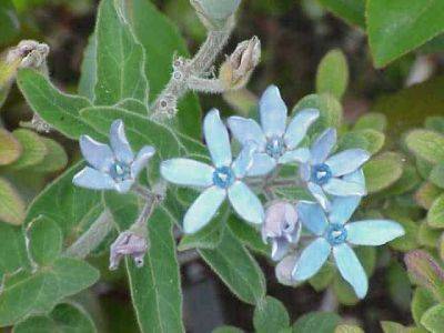 Oxypetalum caeruleum – A Good Blue Tender Perennial