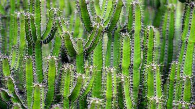 Growing and Collecting Cacti