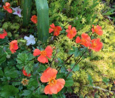 Growers Guide for Geum Plants